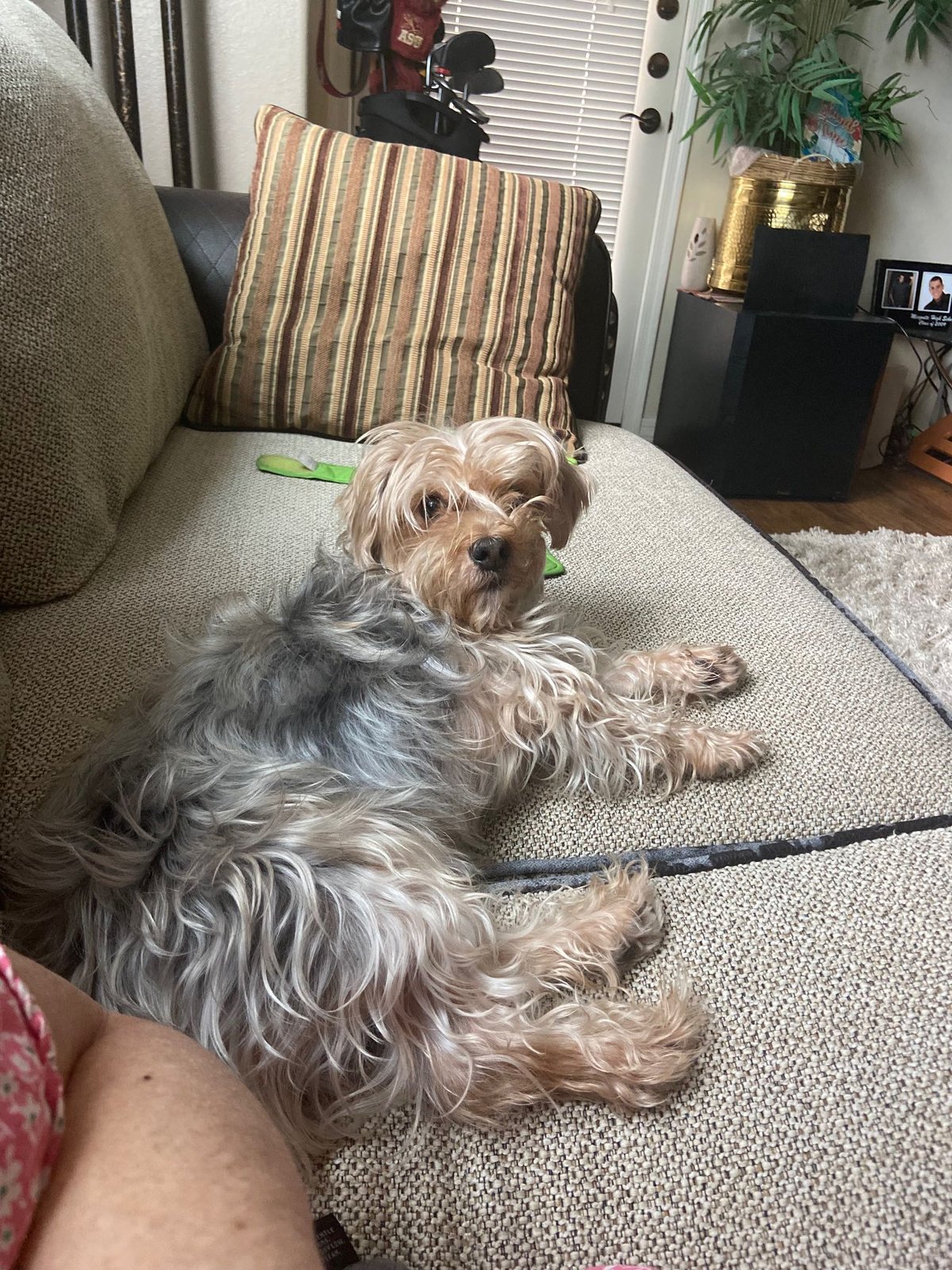 Lost Dog in Mesa, Arizona — listing photo