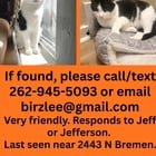 lost cat in Milwaukee, Wisconsin