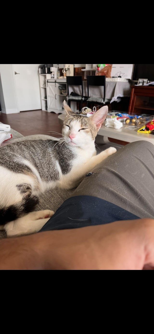 Lost Cat in Winston-Salem, North Carolina — listing photo