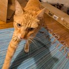 found cat in San Francisco, California