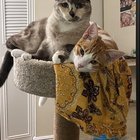 lost cat in El Paso, Texas