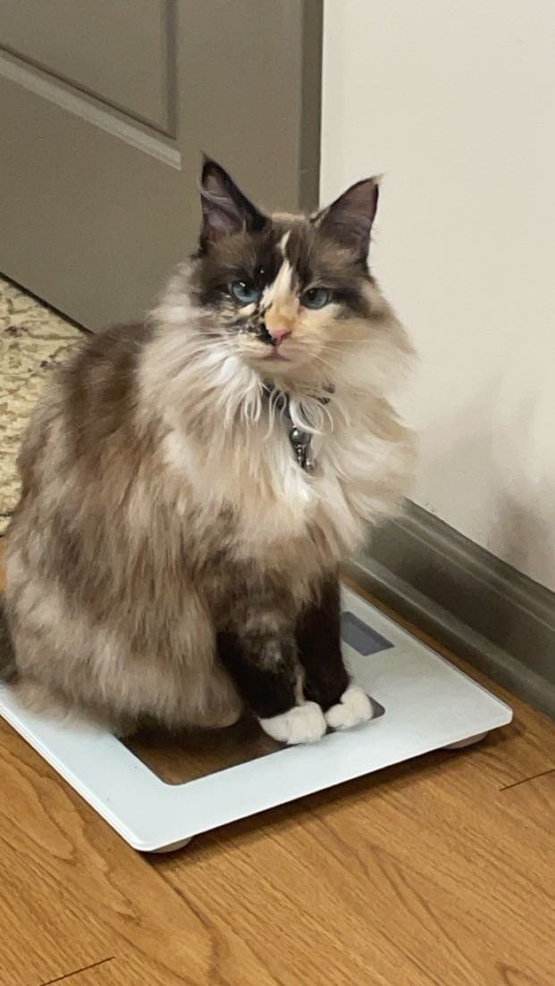 Lost Cat in Greenville, South Carolina — listing photo
