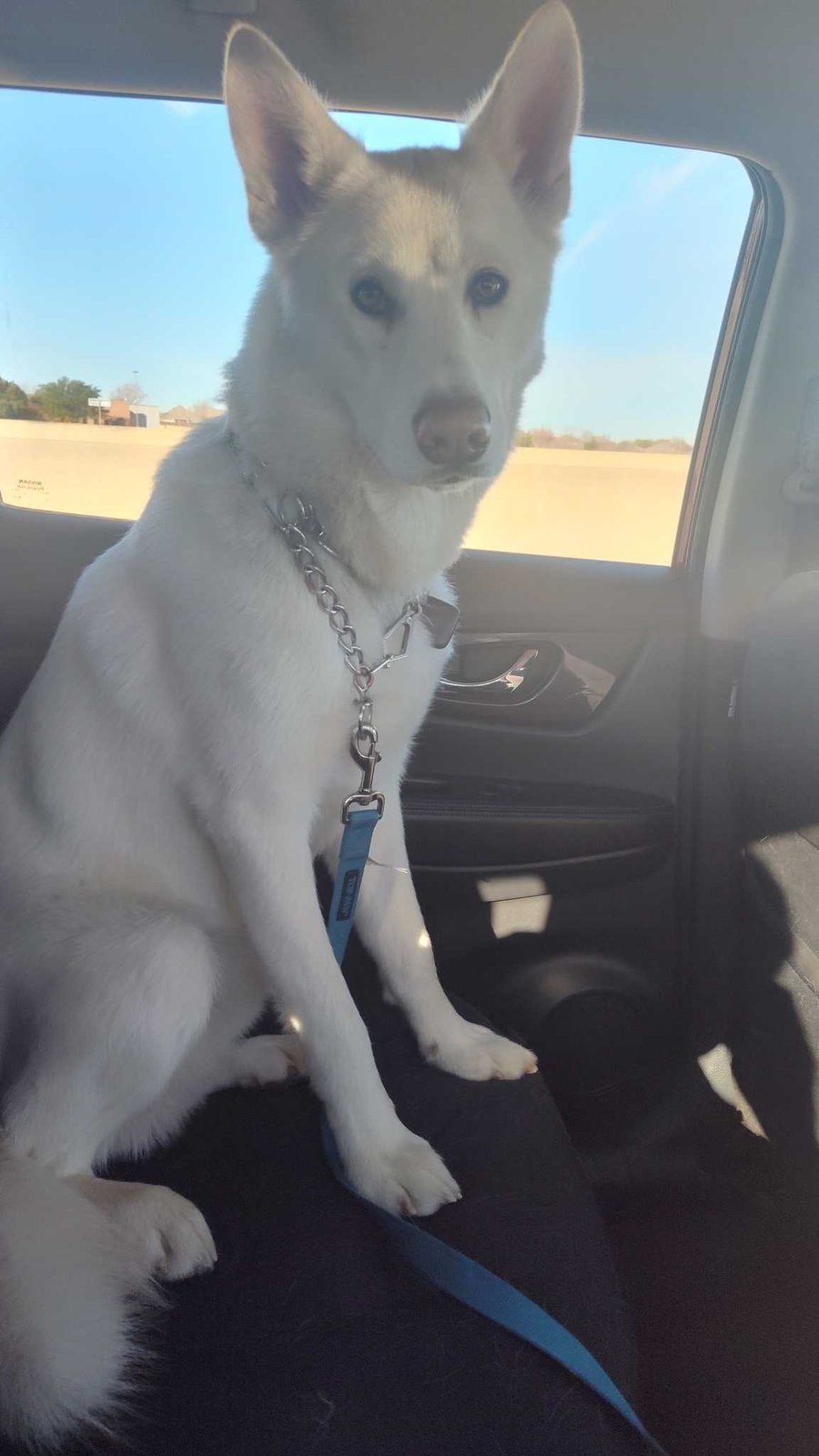 Lost Dog in Haslet — listing photo