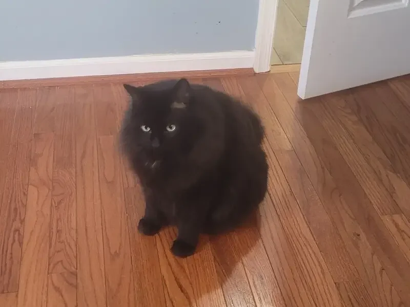 Lost Cat in Temple, Texas — listing photo