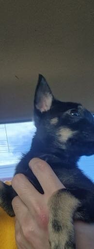 Lost Dog in Jarrell — listing photo