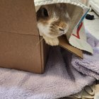 Lost Pet in K — listing photo