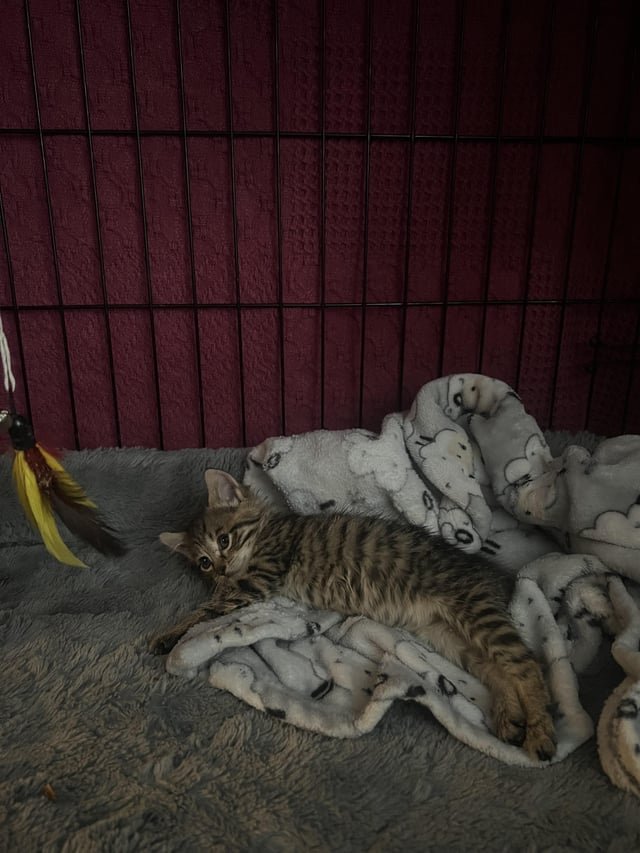 Found Cat in Winston-Salem, North Carolina — Low cost vet