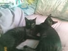 Found Dog in Columbus, Ohio — Free 4 Month Old Black Male Kittens to Good Home