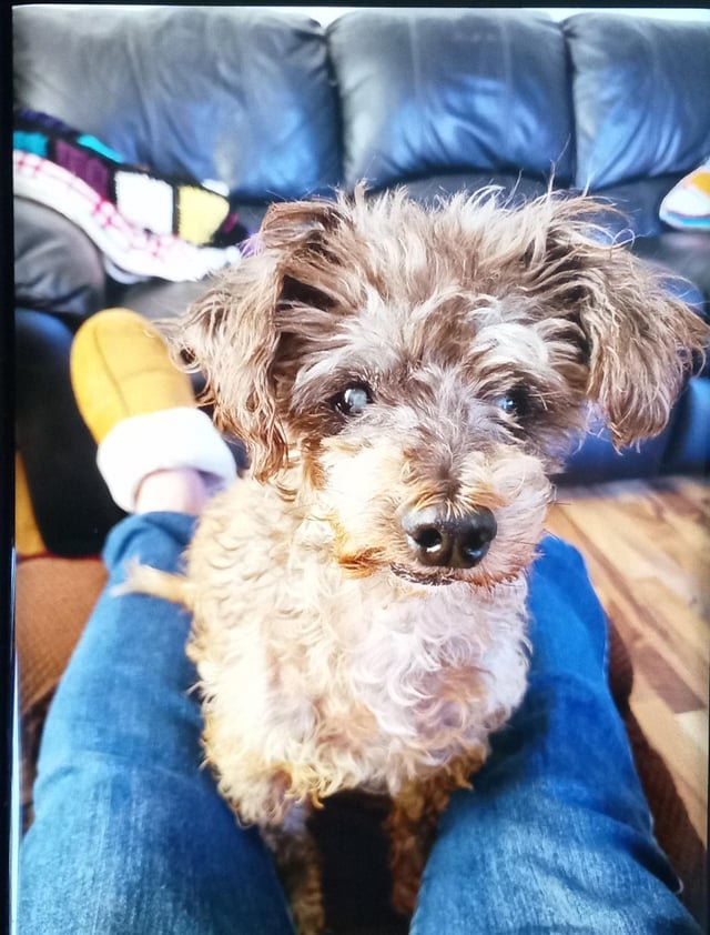 Lost Pet in San Diego, California — Linda Vista lost dog