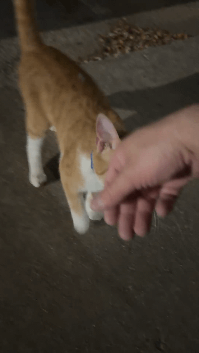 Found Cat in Austin, Texas — listing photo