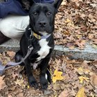 found dog in Philadelphia, Pennsylvania
