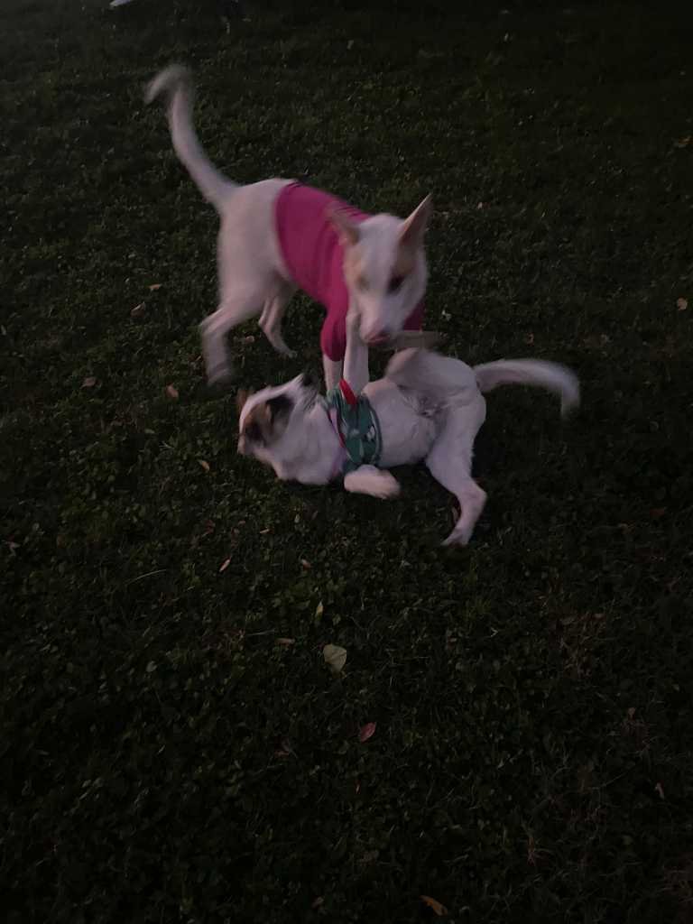 Lost Dog in Dallas, Texas — listing photo