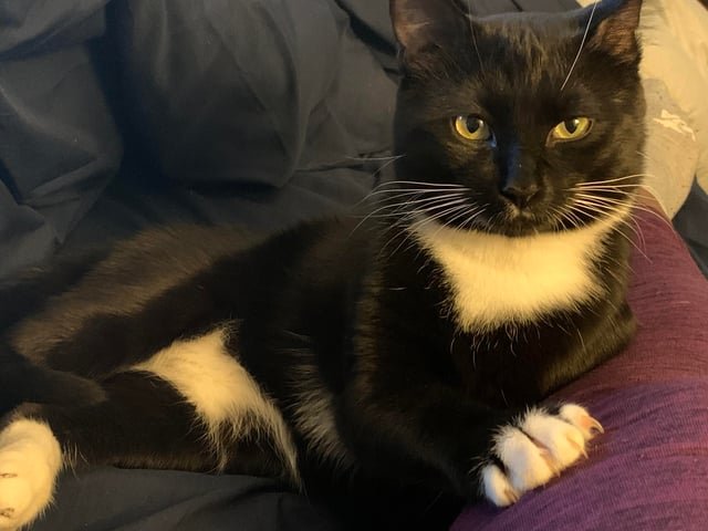 Lost Cat in Roswell, Georgia — My cat is lost. Please keep an eye out 😢. 3yo intact black and white tuxedo male. Last seen…