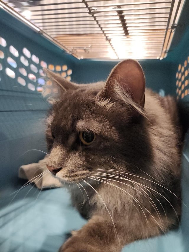 found cat in Wichita, Kansas