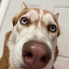 lost dog in Newark, New Jersey