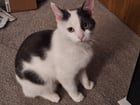 lost pet in Columbus, Georgia