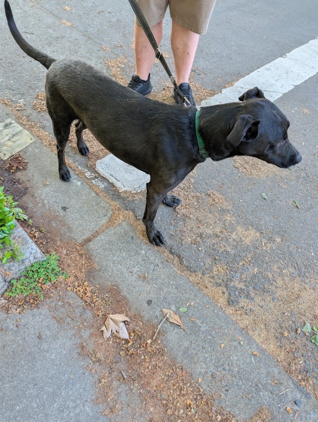 Found Dog in Sacramento, California — listing photo