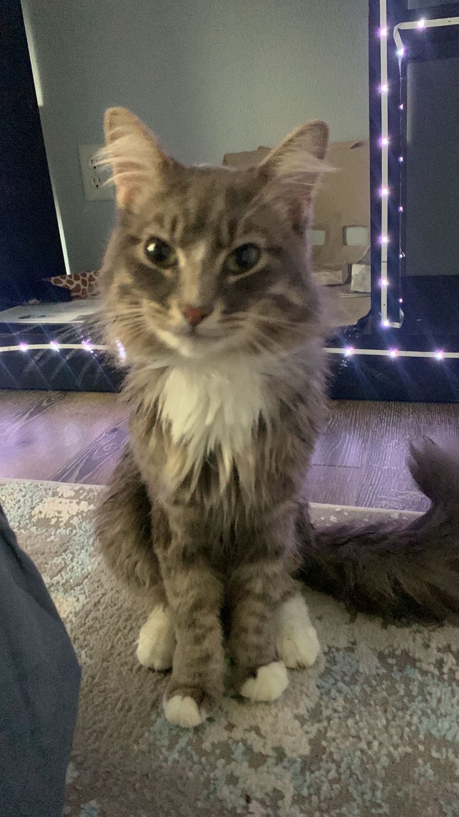 Lost Cat in Troutdale — listing photo