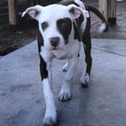 lost dog in Los Angeles, California