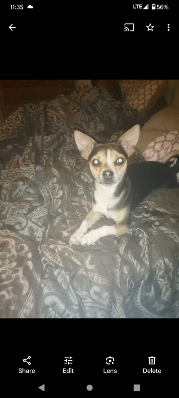 Lost Dog in Vero Beach — listing photo