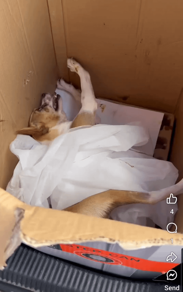 Lost Dog in El Paso, Texas — A convulsing dog was taken to AS, he was ignored. If you care about our animals, get Terry…