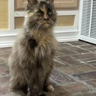 Lost Cat in Fort Worth, Texas — listing photo