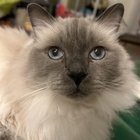 lost cat in Washington, District of Columbia