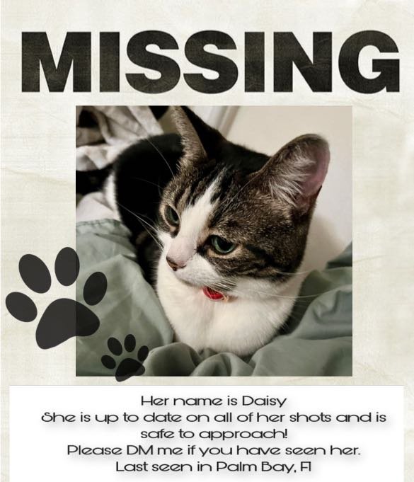 Lost Cat in Palm Bay, Florida — listing photo