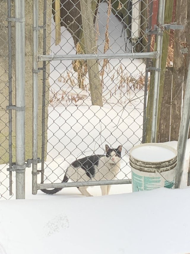 Lost Cat in Philadelphia, Pennsylvania — listing photo