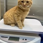 Lost Cat in Homestead, Florida — listing photo