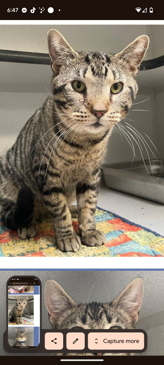Lost Cat in Aurora, Colorado — listing photo