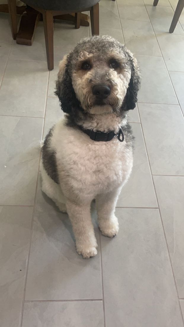 Lost Dog in Avondale, Arizona — listing photo