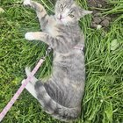 lost cat in Anchorage, Alaska