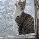 lost cat in Dayton, Ohio