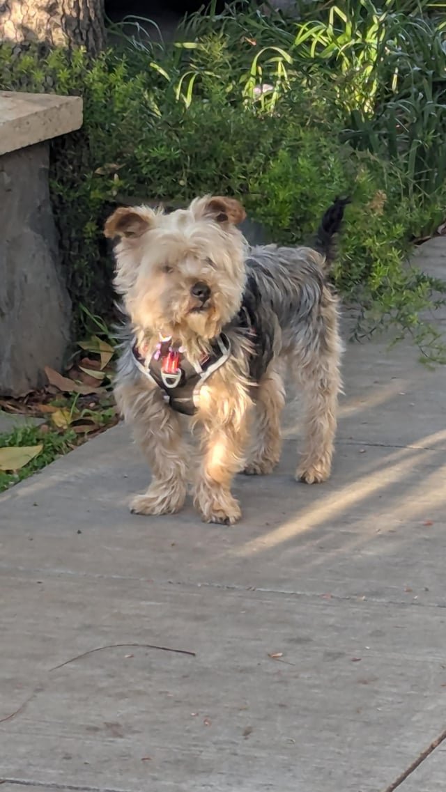 Found Dog in San Jose, California — Dog found on 8th and Saint John