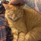 lost cat in Bellevue, Nebraska