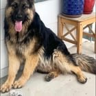 found pet in Denver, Colorado
