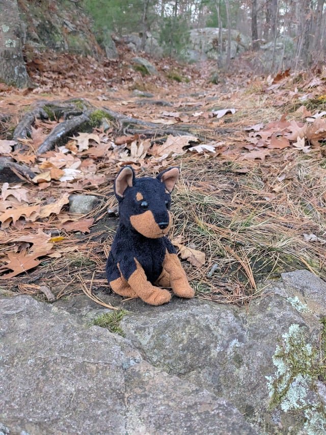 found dog in Boston, Massachusetts