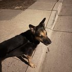 lost dog in Albuquerque, New Mexico