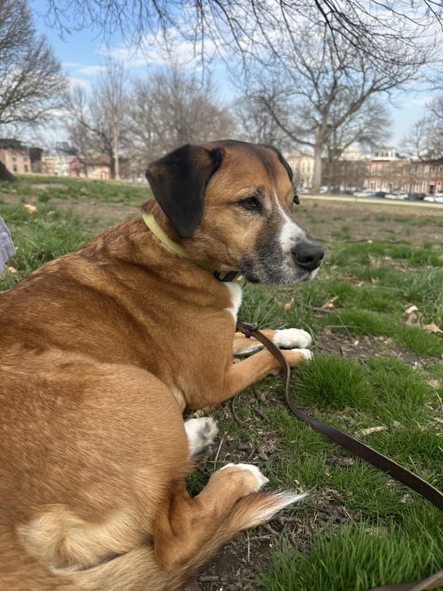 lost dog in Raleigh, North Carolina