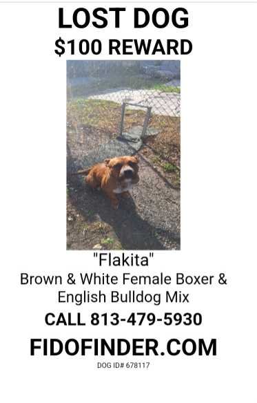 Lost Dog in Tampa, Florida — listing photo