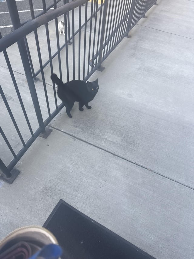 Lost Cat in San Jose, California — listing photo