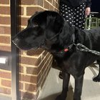 found dog in Nashville, Tennessee