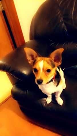 Lost Dog in Jacksonville, North Carolina — listing photo