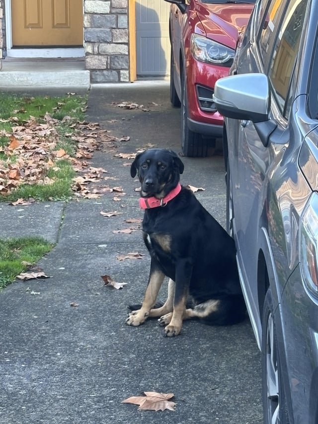 Lost Dog in Portland, Oregon — listing photo