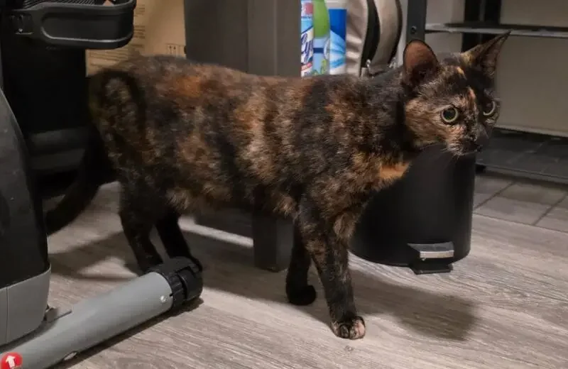 found cat in Baltimore, Maryland
