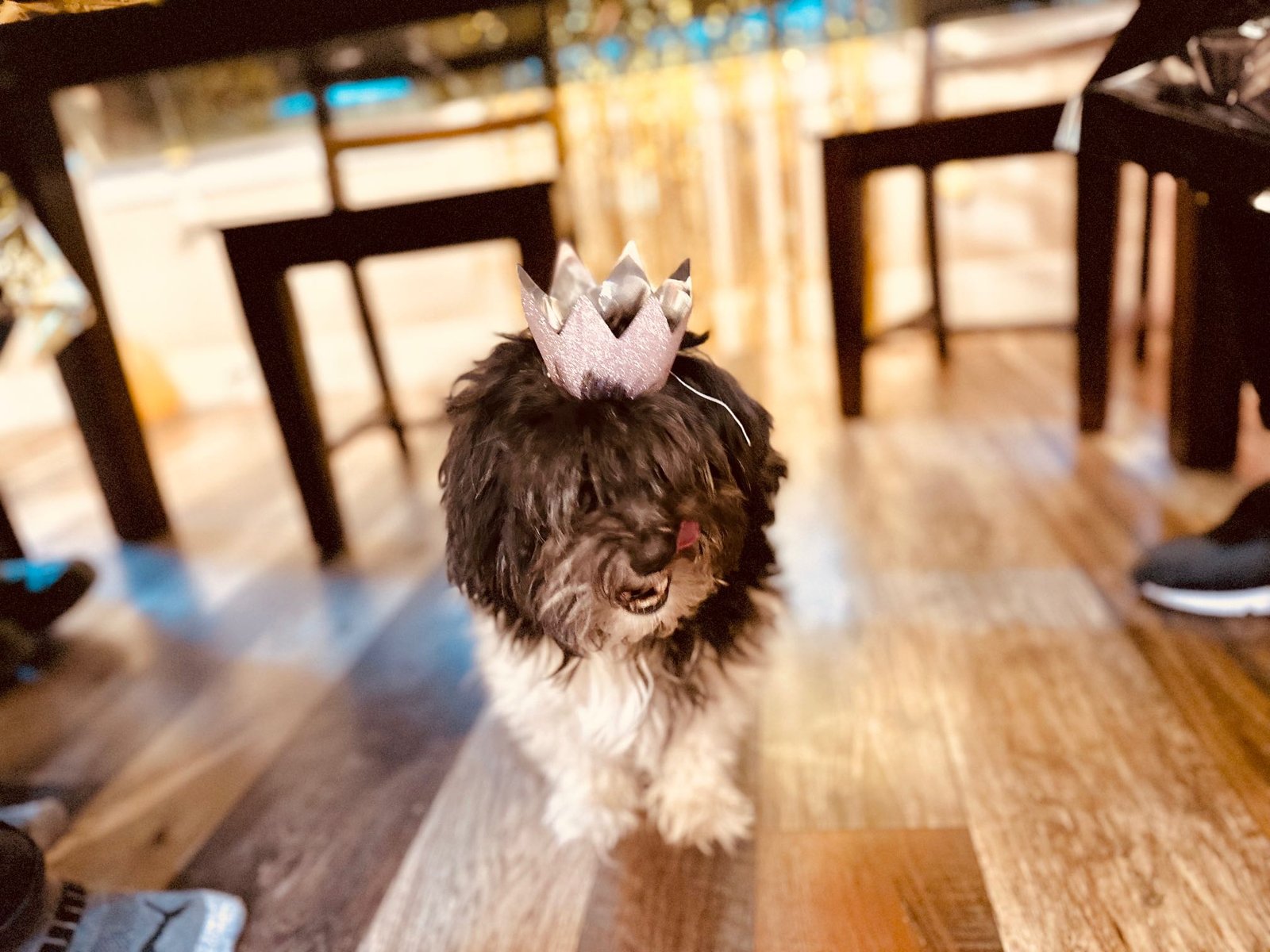 Lost Dog in Severance — listing photo