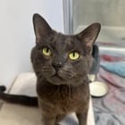 Found Cat in Orlando, Florida — Would anyone be interested in adopting this little guy?