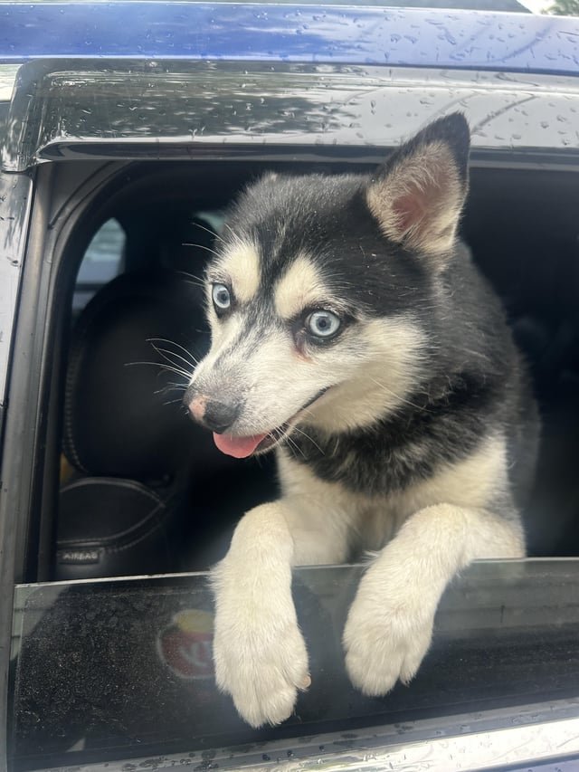lost dog in Milwaukee, Wisconsin
