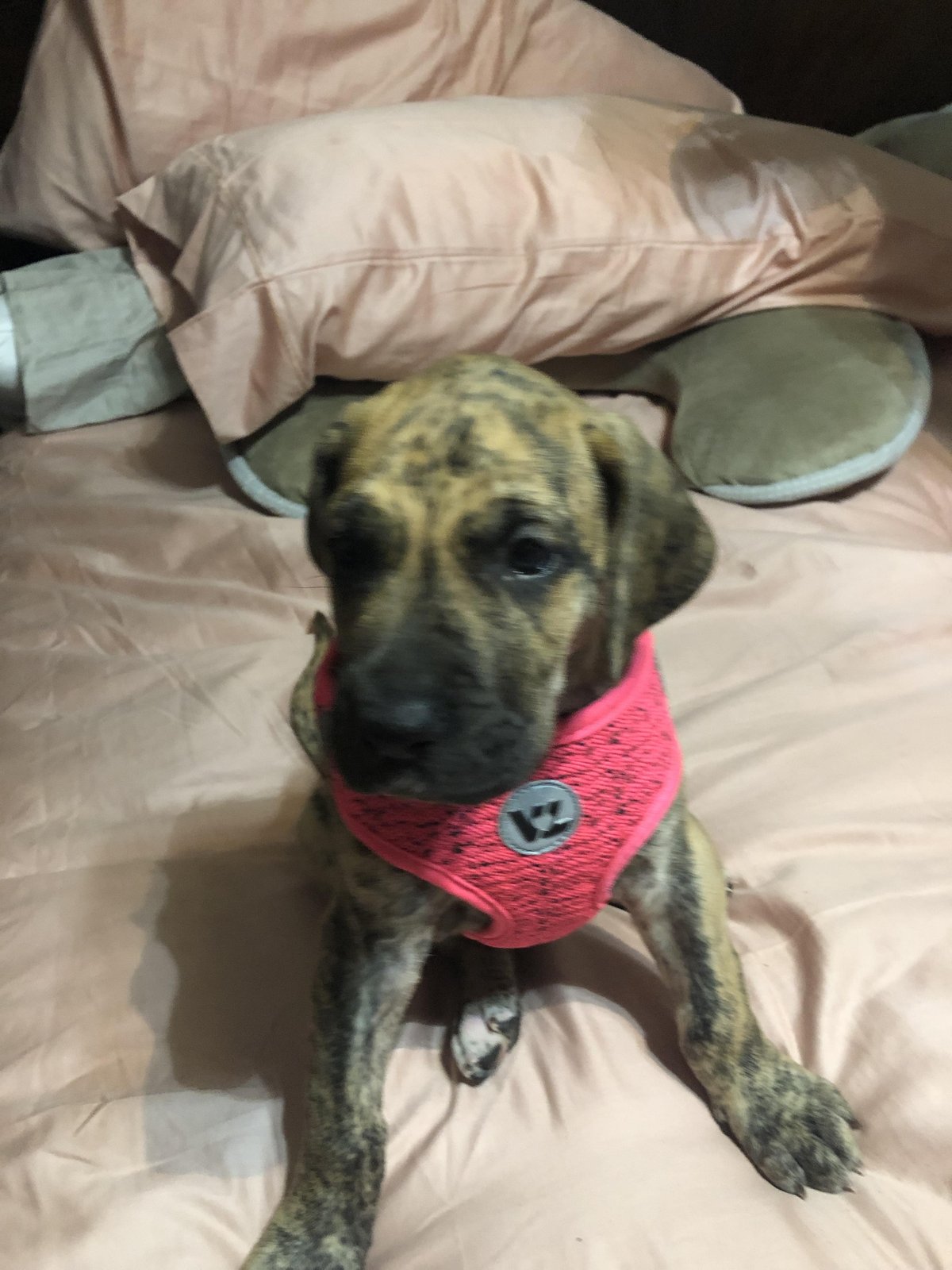 Lost Dog in Belen — listing photo